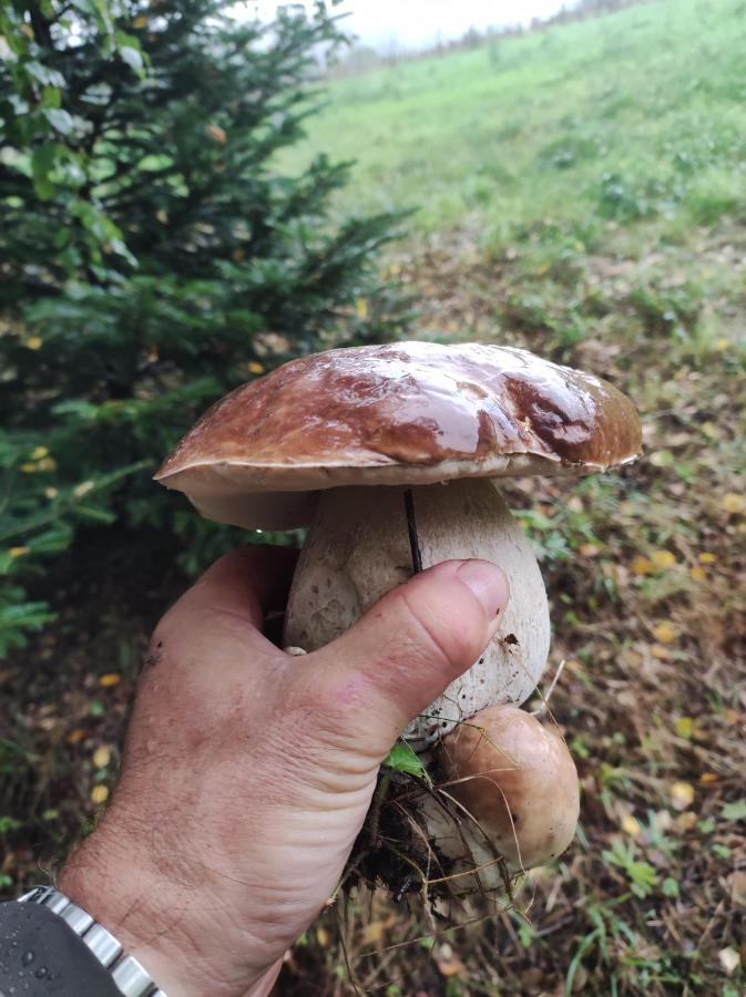 Rezydencja Bukowy Dwor Czarna  Exteriör bild